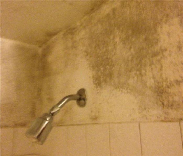 Bathroom with mold damage by showerhead