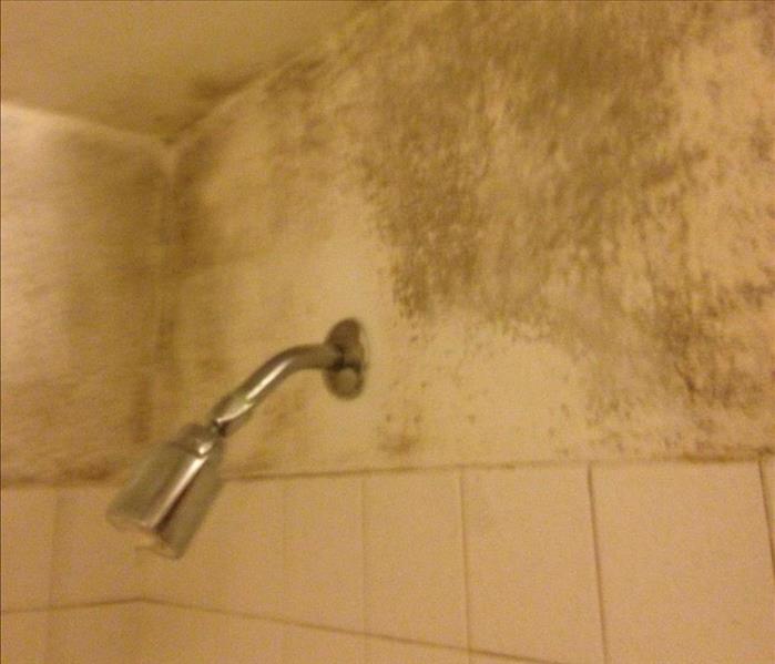 Showerhead with mold damage on the wall around it