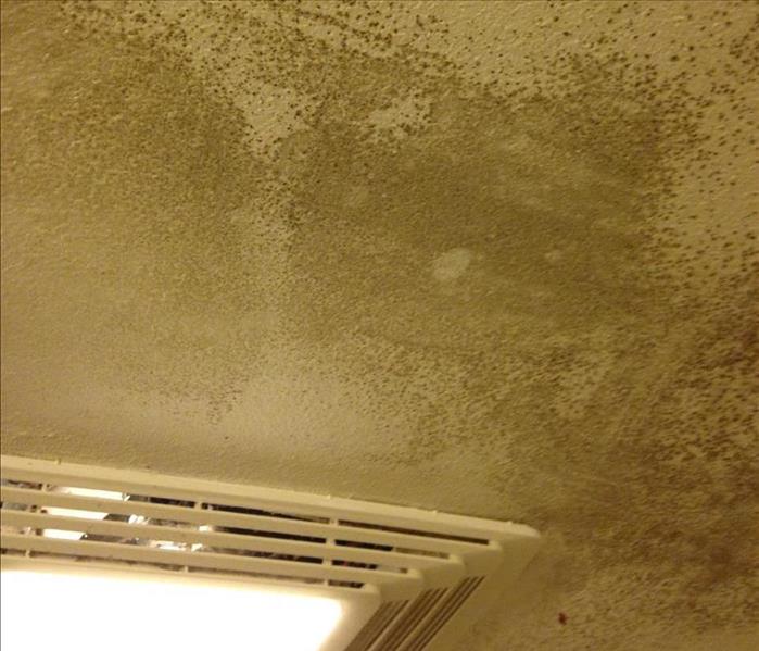 mold spots on ceiling by exhaust vent and ceiling light
